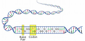 Illustration of a DNA molecule, displaying a double helix structure with a segment unzipped to show pairs of nucleotide bases and a highlighted section marking a codon sequence.
