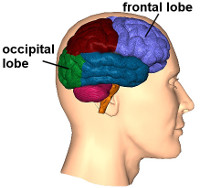 Digital illustration of a human head in profile view showing a sectioned brain with different colors representing various lobes including the frontal and occipital lobes.