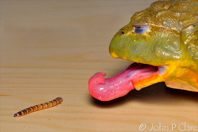 A close-up image of a vivid green and orange frog with a partially extended pink tongue, aiming at a brown caterpillar on a wooden surface.