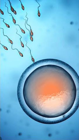 Scientific illustration showing several sperm approaching a human egg cell against a light blue background. The egg is centrally positioned, and the sperm are depicted in motion.