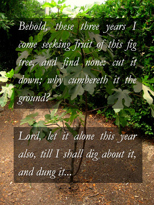 A fig tree centered in a lush garden, with a biblical passage overlaid on the image. The passage reads: "Behold, these three years I come seeking fruit of this fig tree, and find none: cut it down; why cumbereth it the ground? Lord, let it alone this year also, till I shall dig about it, and dung it."
