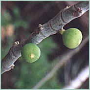 Close-up of a fig tree branch showing two green figs growing amidst small buds and leaves.