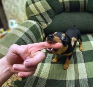 A small black and tan puppy playfully biting a person's finger, sitting on a green and beige striped chair.