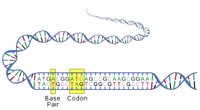 Illustration of a DNA molecule showing a double helix structure with labeled components. The sequence of nitrogenous bases is detailed along one strand, highlighting the base pairs and a specific codon in colored boxes.