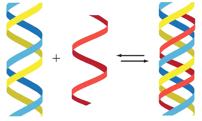An illustration depicting a double helix formation with blue and yellow strands on the left, and a single red helical structure in the middle, followed by an equal sign pointing towards a combined blue, yellow, and red double helix on the right, symbolizing a fusion or interaction.