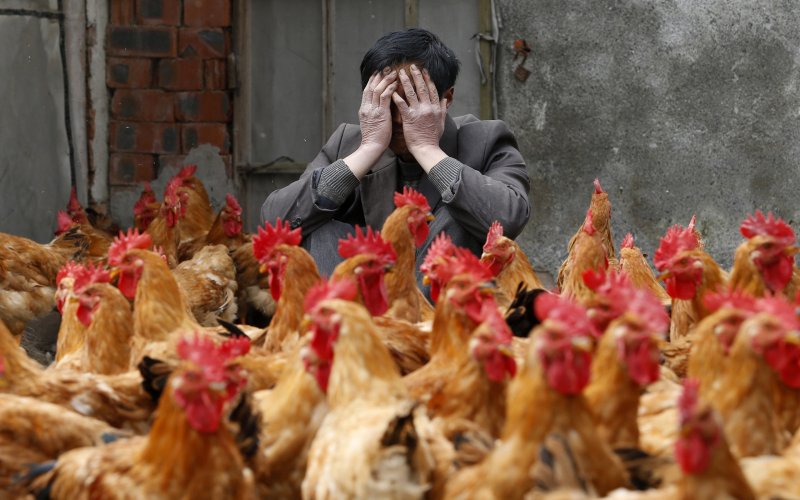 A man sits outdoors with his face covered by his hands, surrounded by numerous chickens in a rustic environment.