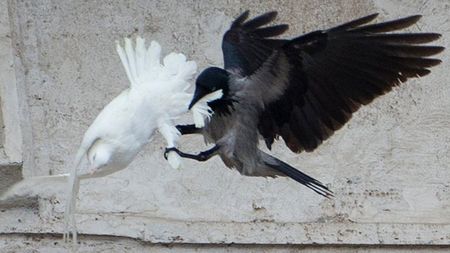 A black crow in mid-air attempts to grasp a white dove that is bending away from its perch on a concrete ledge, both birds displaying open wings.