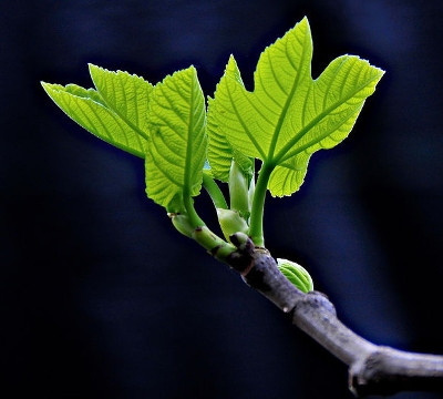 Bright green leaves sprouting from a tree branch against a dark background, symbolizing new growth and renewal.