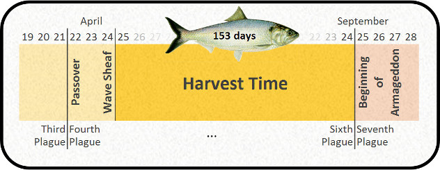A diagram marking significant biblical timespan from April to September, highlighting events like Passover, Wave Sheaf, and mentions third to seventh plagues, centered around a period termed "Harvest Time". A fish is depicted swimming across the middle, symbolizing a duration of 153 days between two key periods.