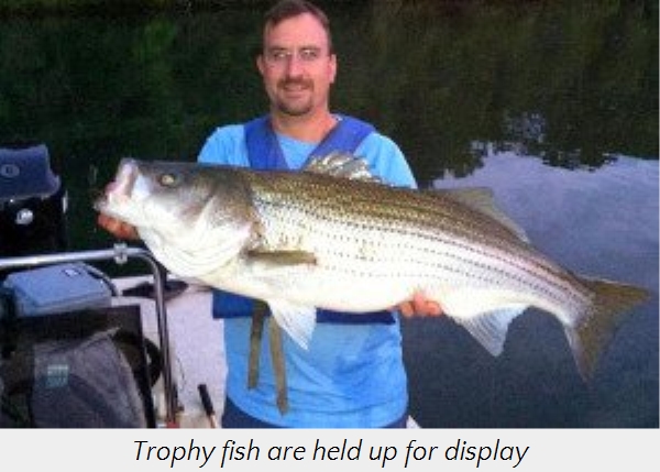 A man in a blue shirt stands by a lake at dusk, proudly holding a large striped bass fish in both hands.