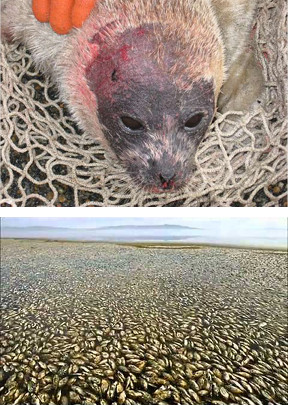 Top image shows an injured grey seal pup nestled in a net, with visible red markings on its head being gently touched by a human hand. Bottom image presents a vast landscape view of a beach covered densely with countless small, dark mussels extending to the horizon under a clouded sky.