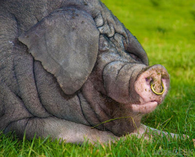 Close-up view of a large pig resting on green grass, with detailed wrinkles on its skin and a noticeable ring in its nose.