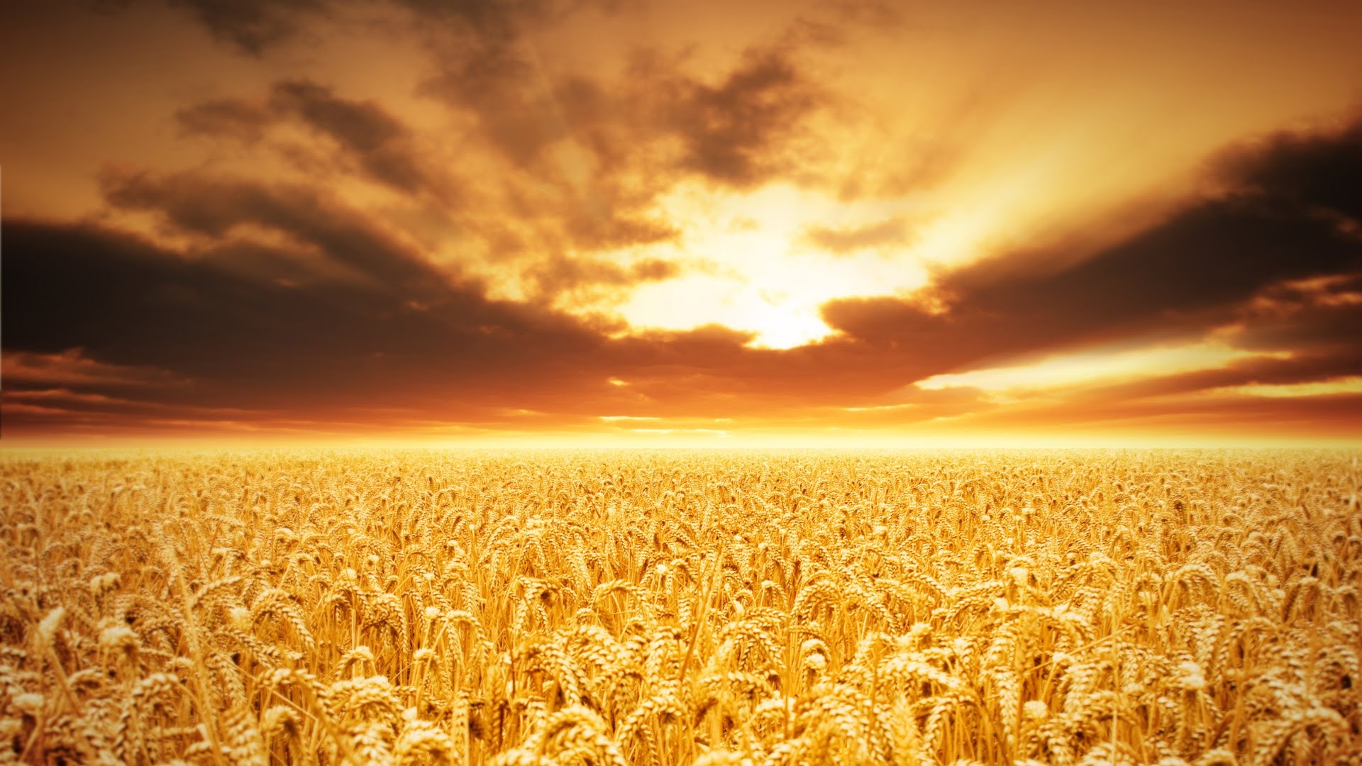 A vast field of ripe wheat under a dramatic sky, glowing with radiant golden-orange light that imbues the scene with a peaceful, almost ethereal quality. The cloud formations above suggest the grandeur of creation, evoking the Biblical references to the heavens declaring the glory of God.