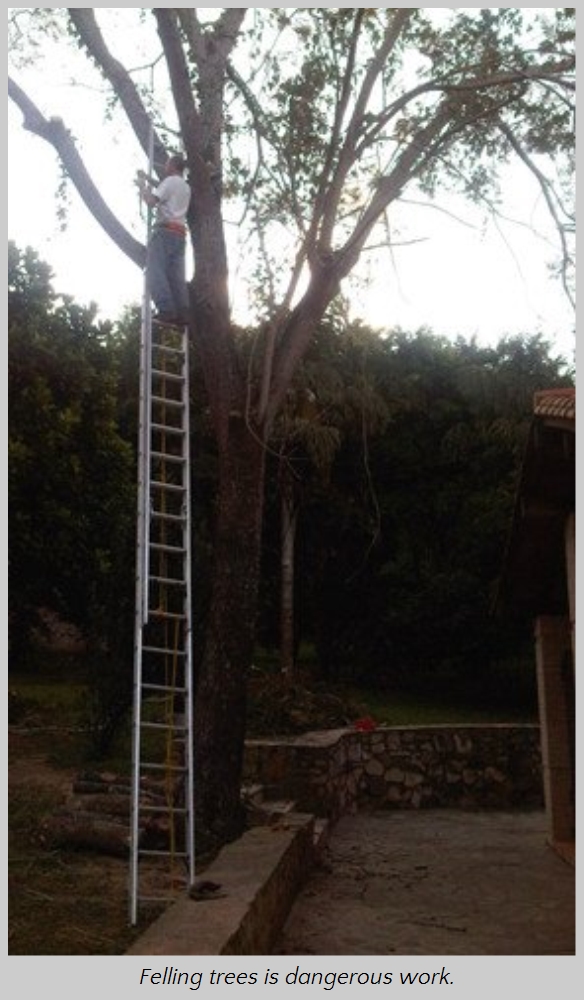 A person is standing on a tall ladder leaned against a large tree, seemingly involved in arboricultural activities within a natural setting bordered by lush vegetation and a clear sky dimming at dusk.