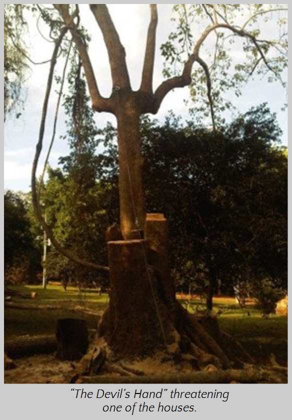 A tall, peculiar tree trunk stands centrally in a grassy landscape, splitting into what appears as five large vertical limbs resembling a spread hand. The tree, surrounded by smaller trees and under bright daylight, casts a significant shadow on the ground.