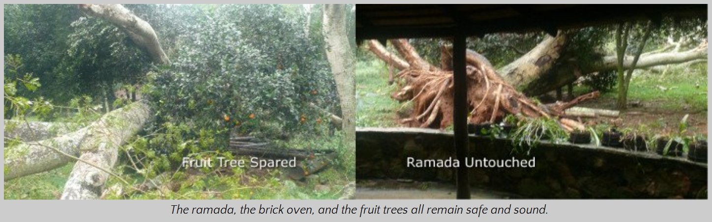 A composite image showing two scenes; on the left, a large fruit tree has fallen near other healthy trees, captioned "Fruit Tree Spared". On the right, an open-sided shelter called a ramada stands intact near uprooted tree trunks and exposed roots, captioned "Ramada Untouched".