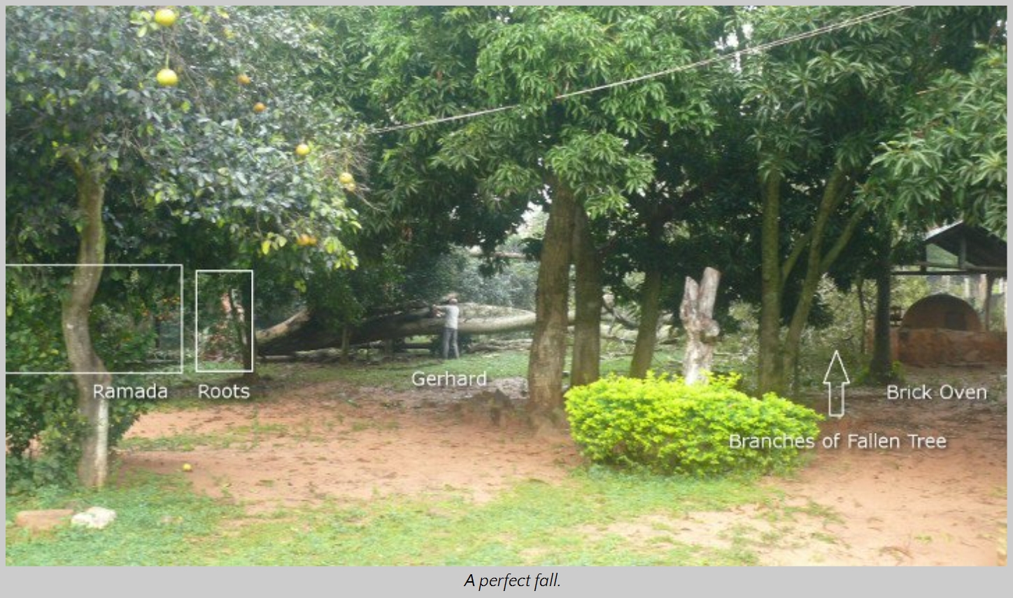 A peaceful rural scene with diverse vegetation including fruit-bearing trees and dense shrubs. A man is standing by a large fallen tree, examining it. Notable features include a brick oven and overhead power lines, enhancing the rustic setting.