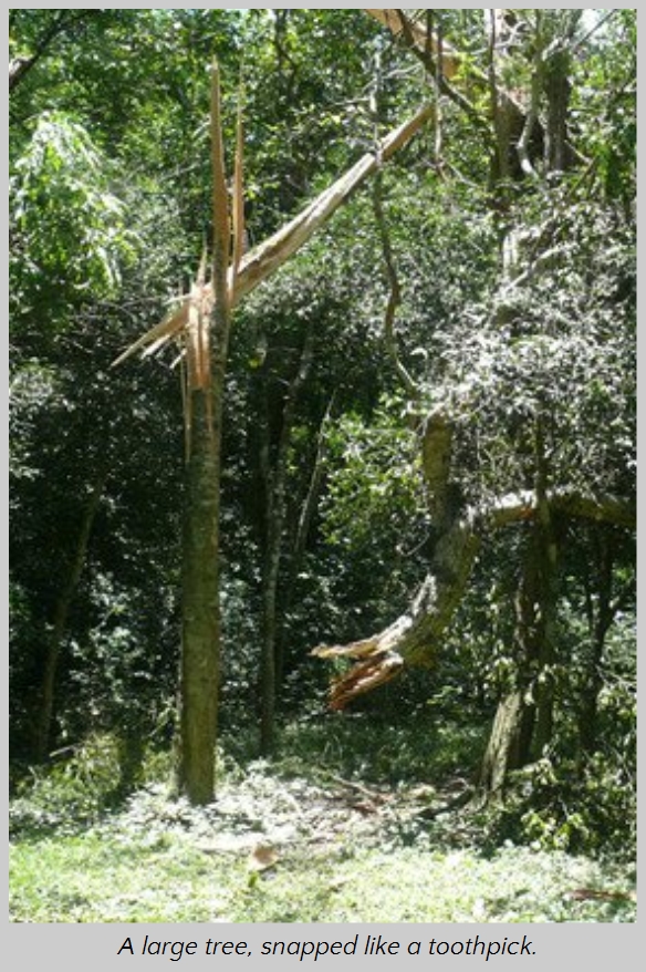 A shattered large tree in a dense forest, its trunk violently broken and splintered halfway up, suggesting a recent powerful force. Light filters through the lush green canopy above, emphasizing the jagged texture of the broken wood.