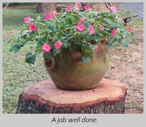 A terra cotta pot with blooming pink impatiens placed on a cut tree stump in a garden setting.