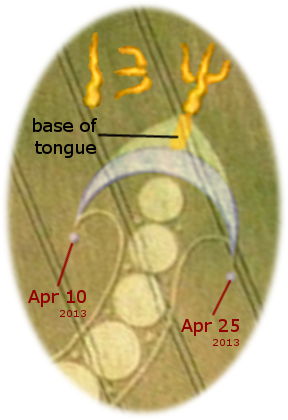 An image depicting a circular symbol drawn in a grassy field, including a segment marked "base of tongue" at the top and two dates, "Apr 10 2013" and "Apr 25 2013", indicating observations or events at specific points on the circumference. The background pattern consists of several circles and lines, potentially suggesting astronomical or observational alignments.