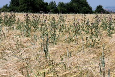 A field of golden wheat bending under a subtle breeze, interspersed with taller green stalks topped with small purple flowers, under a hazy sky.