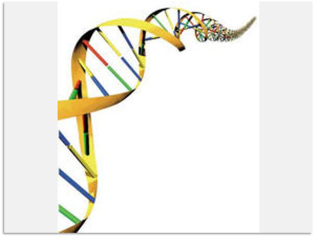 Illustration of a colorful double helix structure resembling DNA, with a pattern of bands in multiple colors representing the building blocks of life, gently spiraling against a white background.