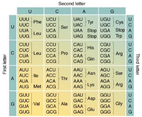 A detailed chart displaying the genetic code, with columns and rows labeled with nucleotides U, C, A, G that correspond to various amino acids such as Phenylalanine, Tyrosine, and Leucine. Each cell combines a three-letter nucleotide sequence with its translated amino acid abbreviation.