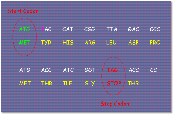 An educational image displaying a sequence of genetic codons on a purple background. It includes annotations such as "Start Codon" and "Stop Codon" circled in red, with the specific triplets "ATG" for methionine at the start and "TAG" for the stop signal highlighted.