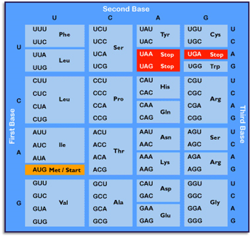 A detailed image showcasing the genetic code table used in molecular biology. It includes a grid layout with codons, represented by combinations of the letters U, C, A, and G. These codons correspond to different amino acids, highlighted in varying colors such as blue for normal codons and red for stop codons. Notable codons include 'AUG' labeled as 'Met/Start' in green, marking the initiation of protein synthesis.