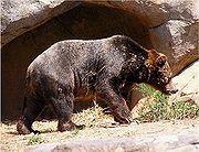 A large brown bear walking in front of a rocky backdrop in a natural setting, resembling the creature represented in the Mazzaroth section commonly referred to as Ursa Major.